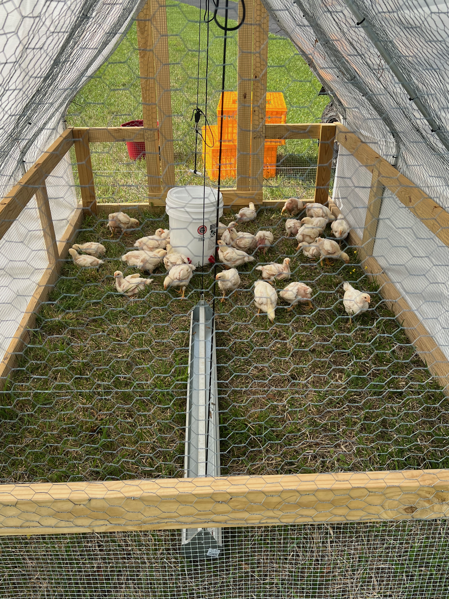 Broilers in a pasture shelter